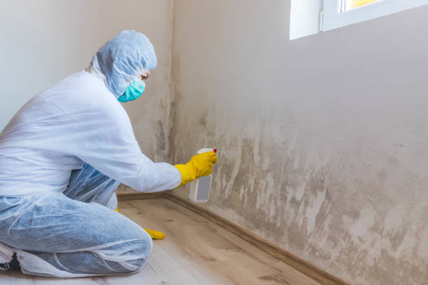 Licensed Black Mold Removal service in Willow Grove, TX - WQB Mold Removal
