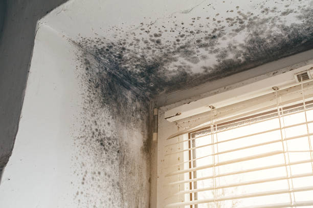 Affordable Black Mold Removal solutions in Willow Grove, TX